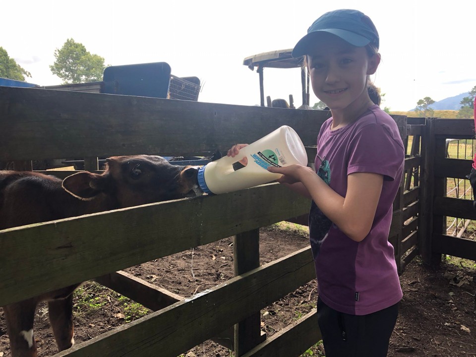 Neuseeland - Atiamuri - Ich habe ein Kälbchen gefüttert. 