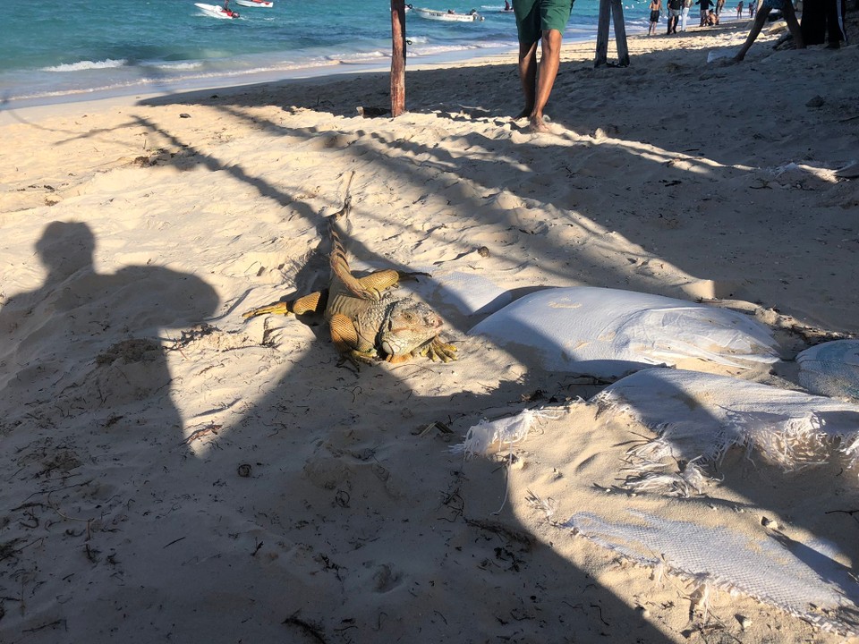 Dominikanische Republik - Punta Cana - Spaziert am Strand herum