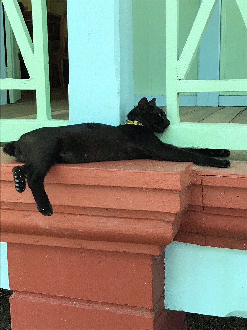 Malaysia - Kedawang - No tail Black Cat, one of the many residents at Temple Tree