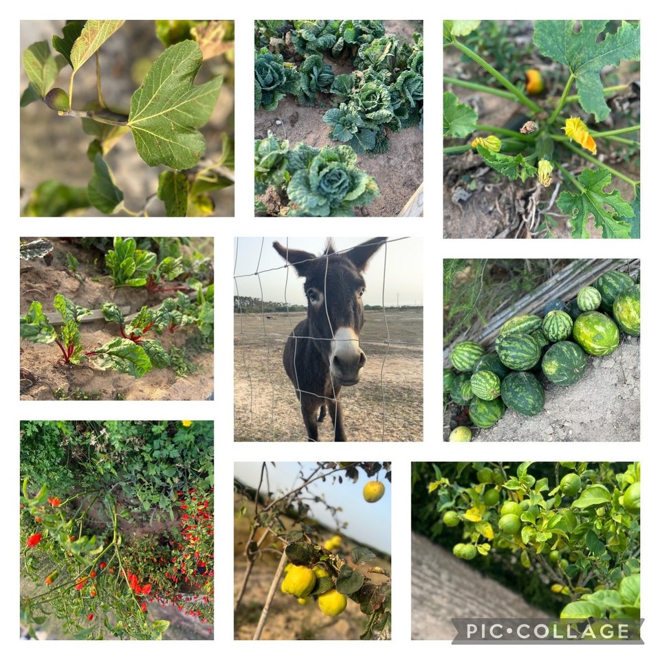 Portugal - Zambujeira do Mar - 