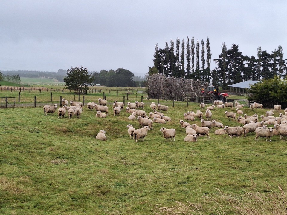 Neuseeland - Te Anau - Viele Schafe und Rinder