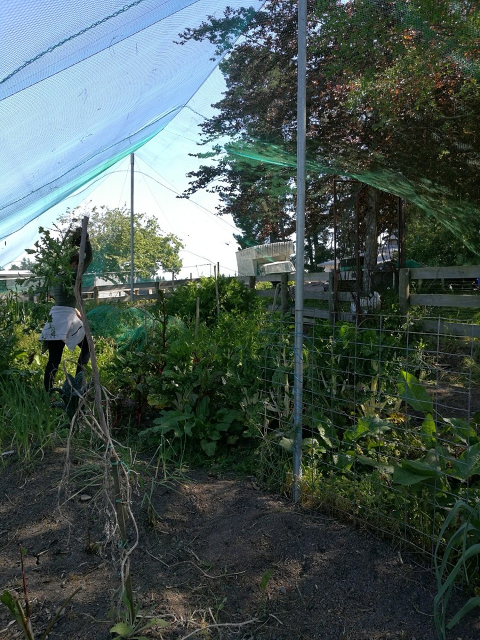 Neuseeland - Norsewood - Die Arbeit im Gemüsegarten