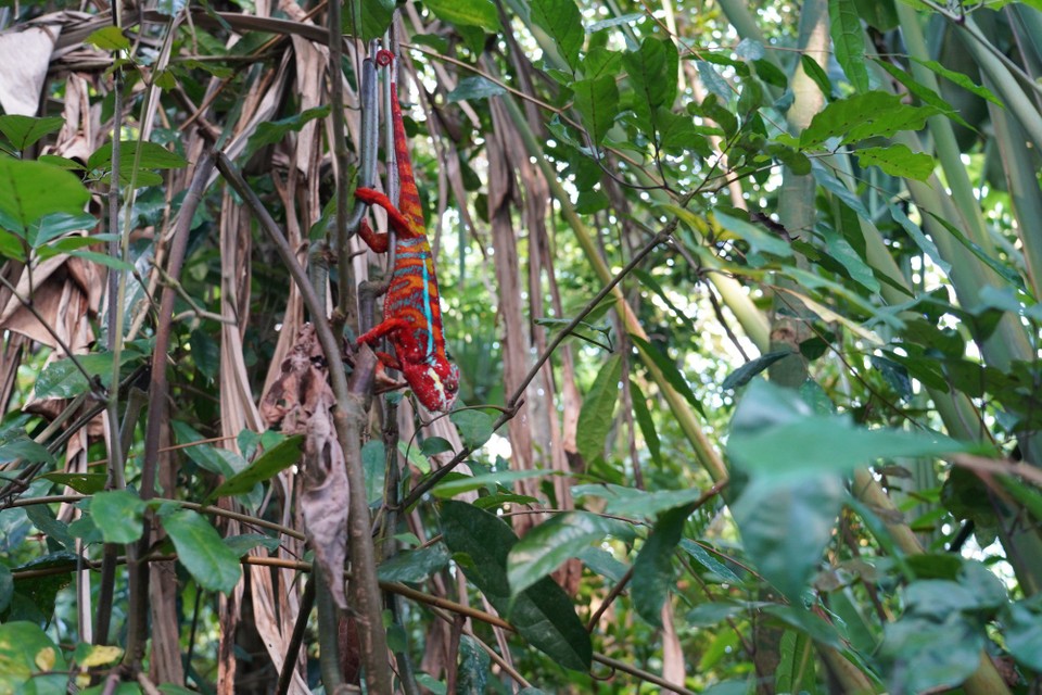 Schweiz - Zürich - Ich bin ein echtes Madagaskar Chamäleon Männchen