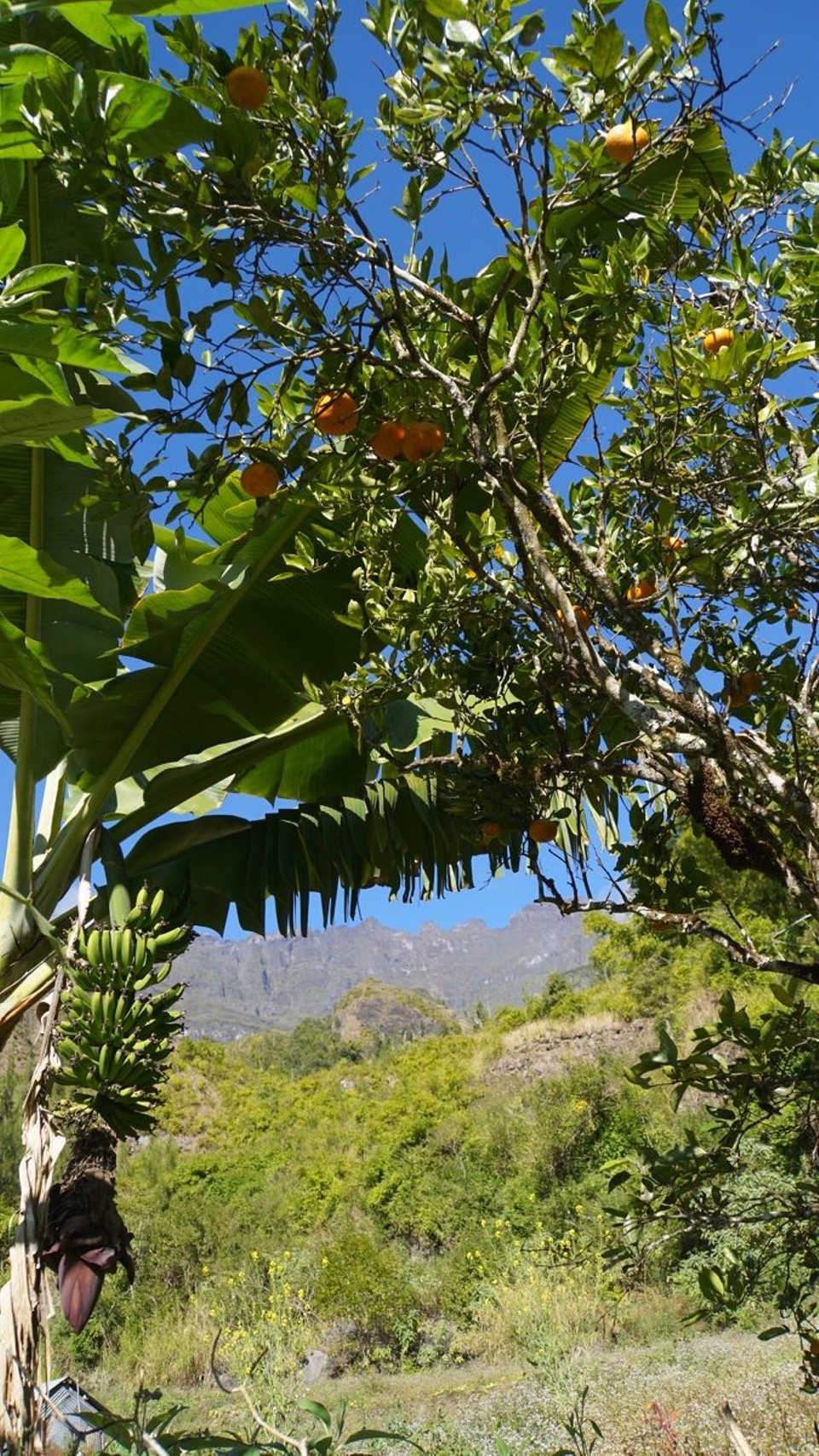 Réunion - Salazie - Bananen - einfach so