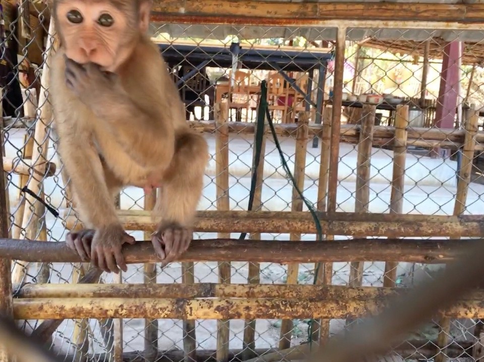 Thailand - Chiang Mai - 