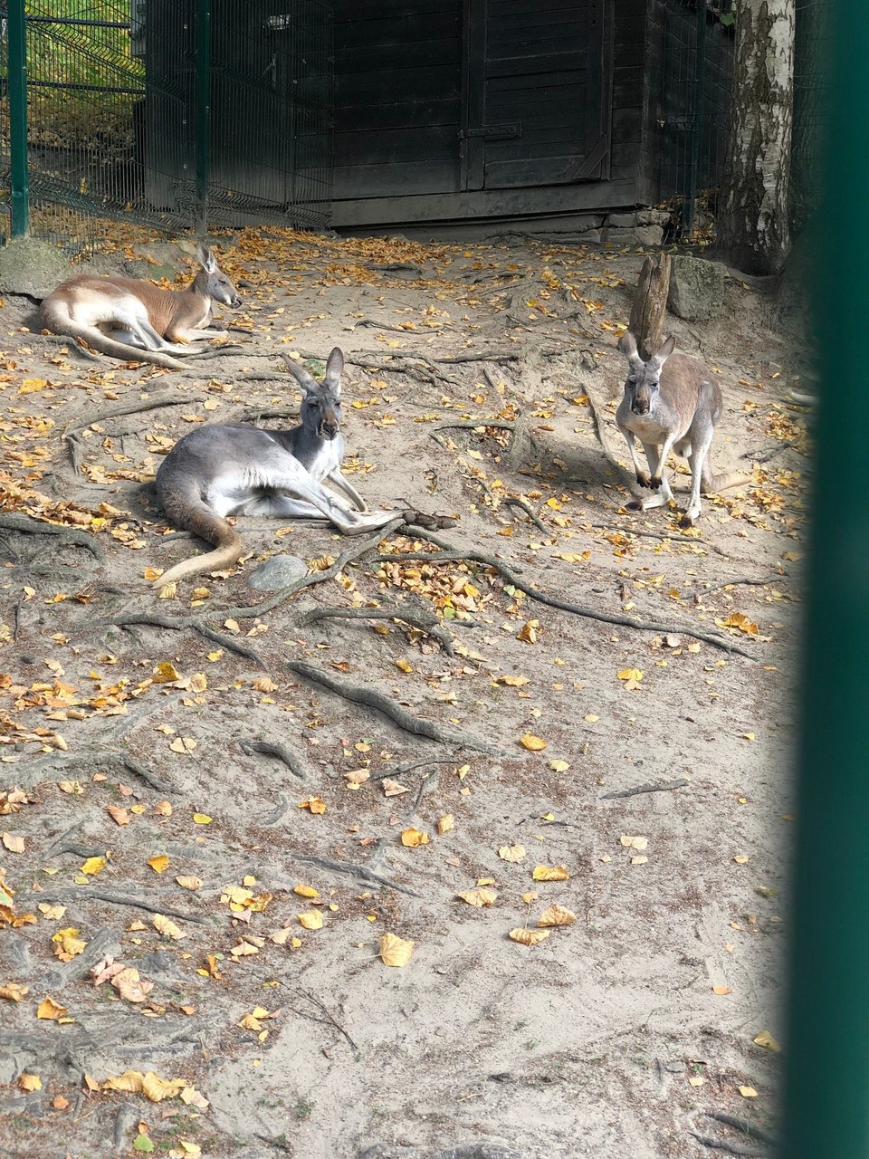 Poland - Gdańsk - Kangaroos
