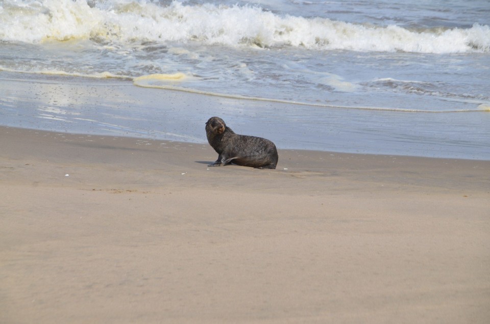 Namibia - Walfischbucht - eng kleng Rob, déi d'Gefaar nach net kennt