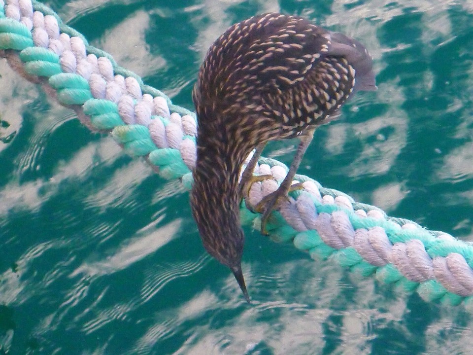 Argentinien - Puerto Madryn - Wer schwimmt denn da unten durch?