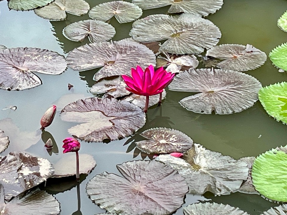 Singapur - Singapur - 