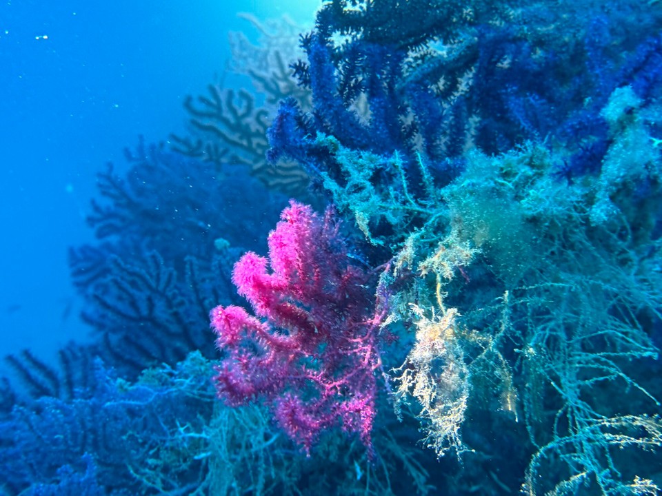 Italien - Porto Azzurro - Schöner Gorgonienbewuchs