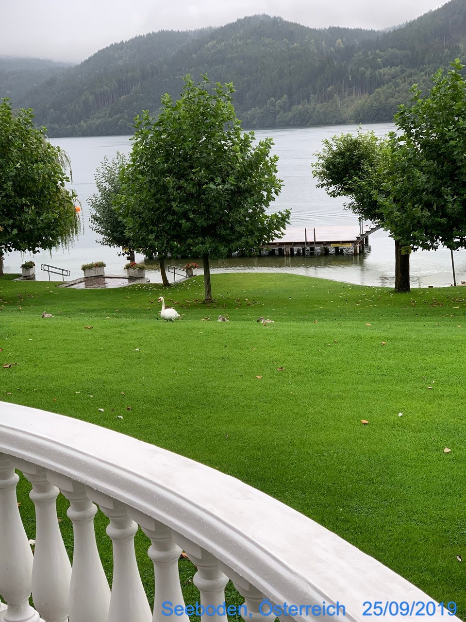 Österreich - Seeboden - Und Schwäne.  
Ja was machen die denn da. Ich gehe der Sache mal auf den Grund, Ähm Wiese. 