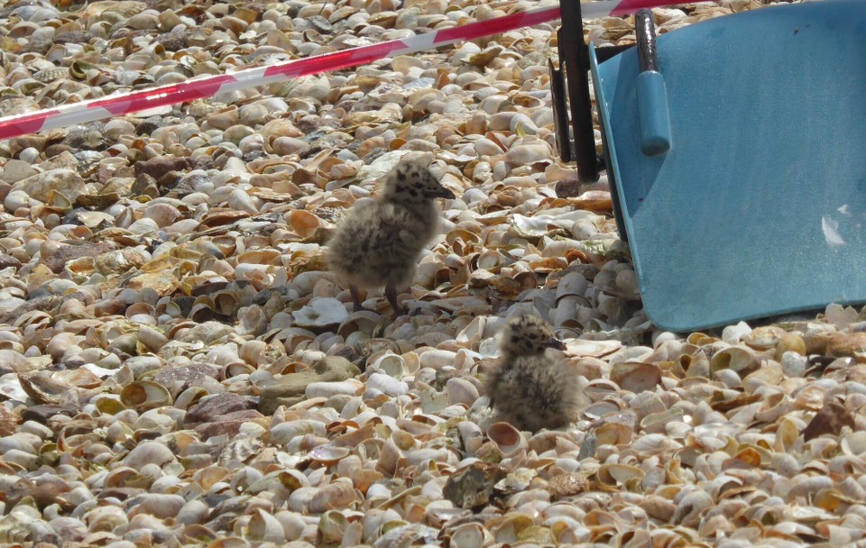 United Kingdom - Colchester - The seagull chicks are very cute when this size, and are happy nesting on the slipper limpet shells.