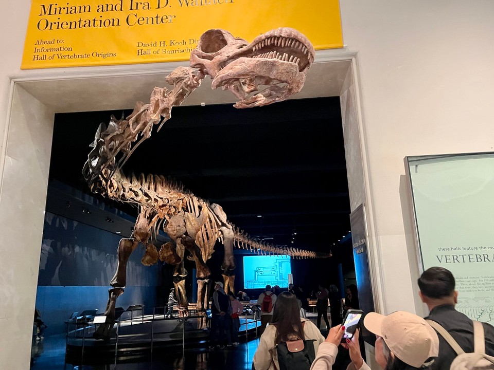 Vereinigte Staaten - New York - Der größte Saurier der Ausstellung 37 mtr und pass nicht in die riesige Halle