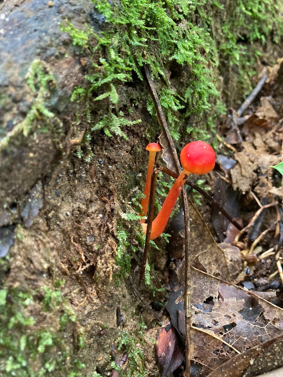 Malaysia - Tanah Rata - 