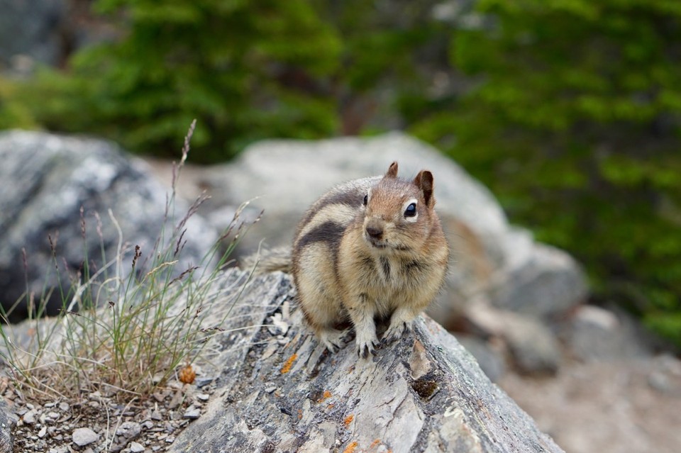 Kanada - Canmore - 