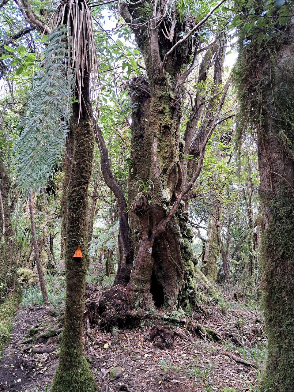 Neuseeland - Puketotara - 