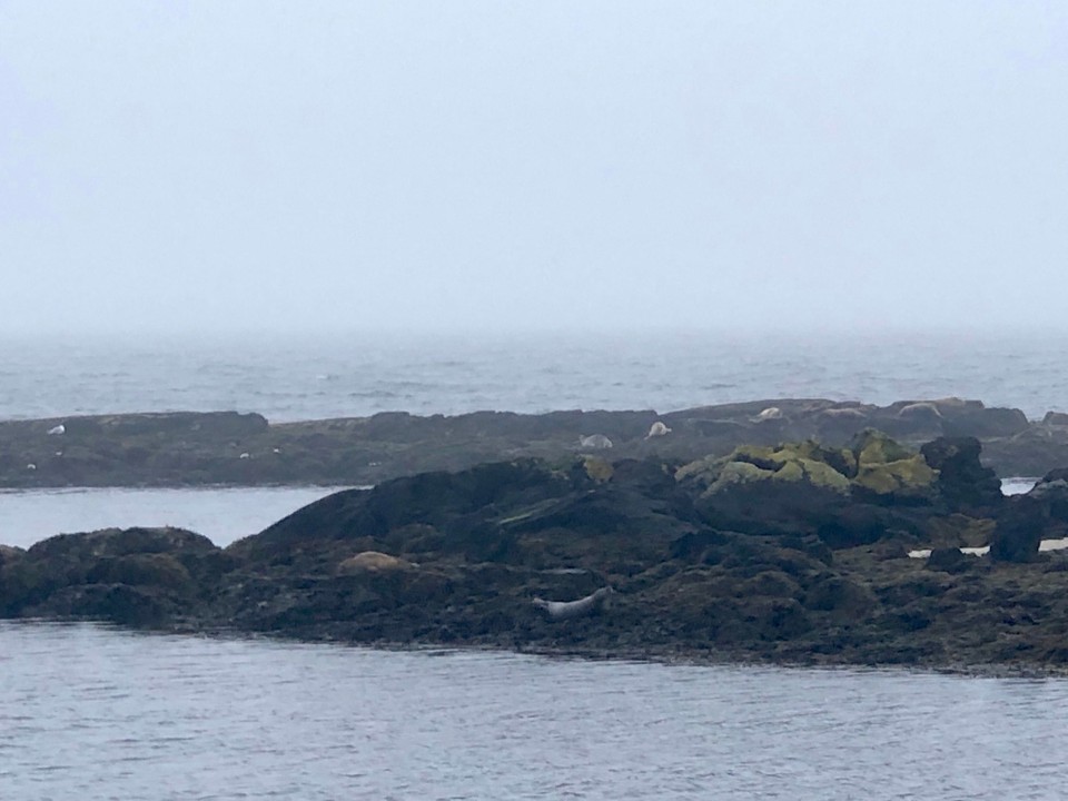 Island - Húnaþing vestra - Und da liegen sie: Die Seehunde von Vatnsnes. So schön!