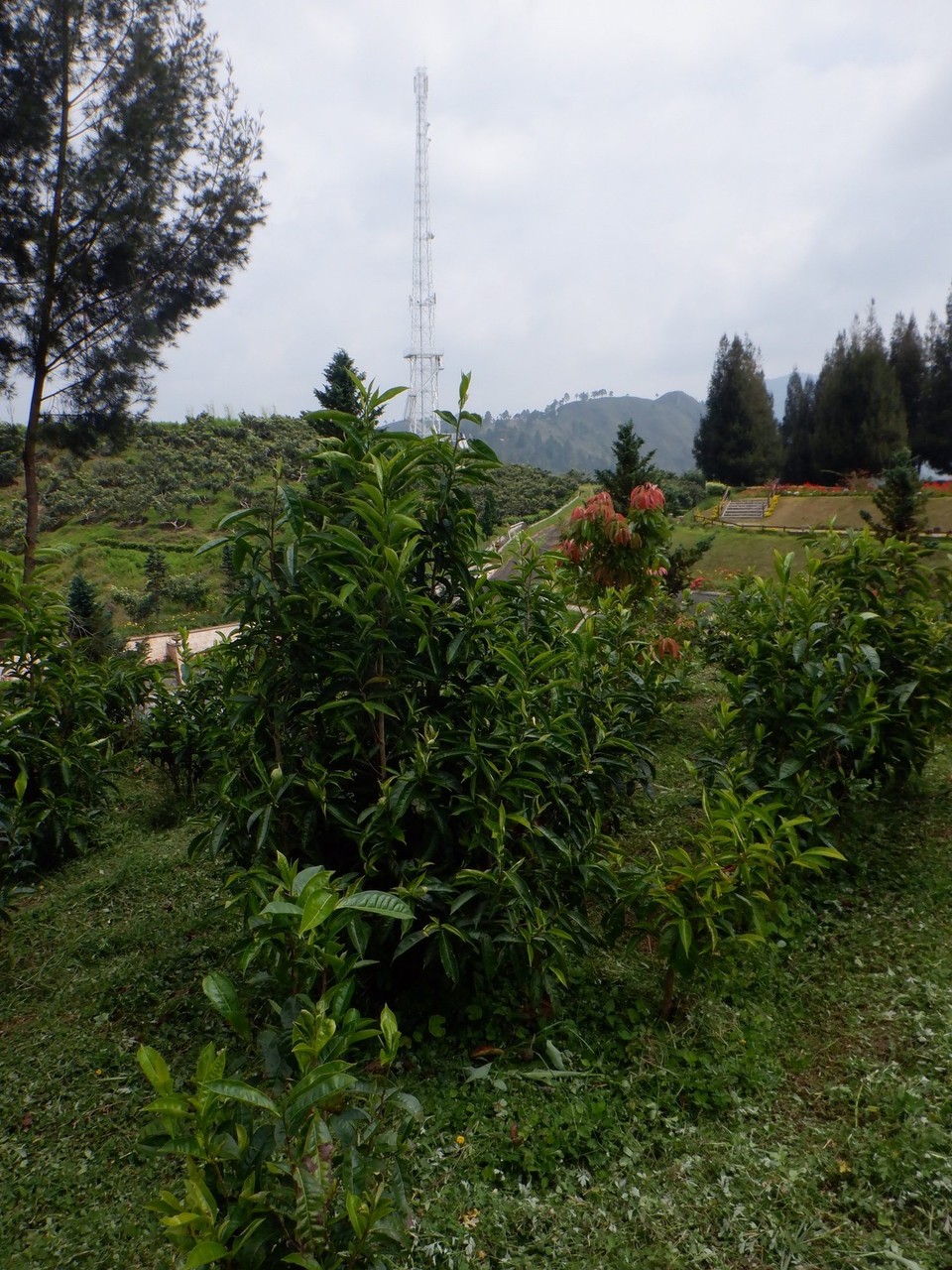Indonesia - Karo - 