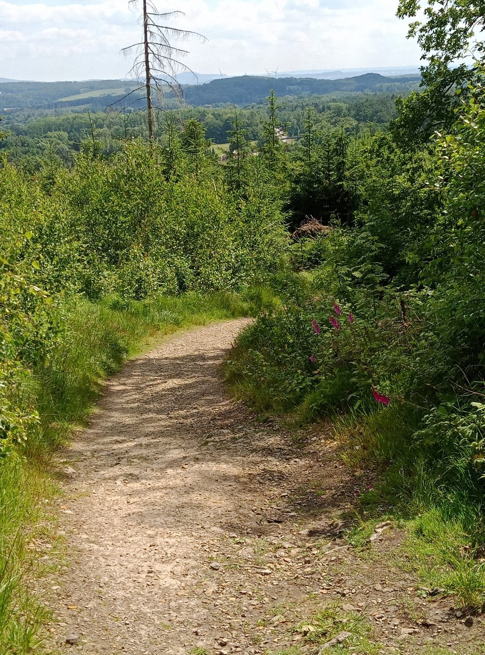 Deutschland - Horn-Bad Meinberg - Schön zu sehen. Hier wird aufgeforstet.👍