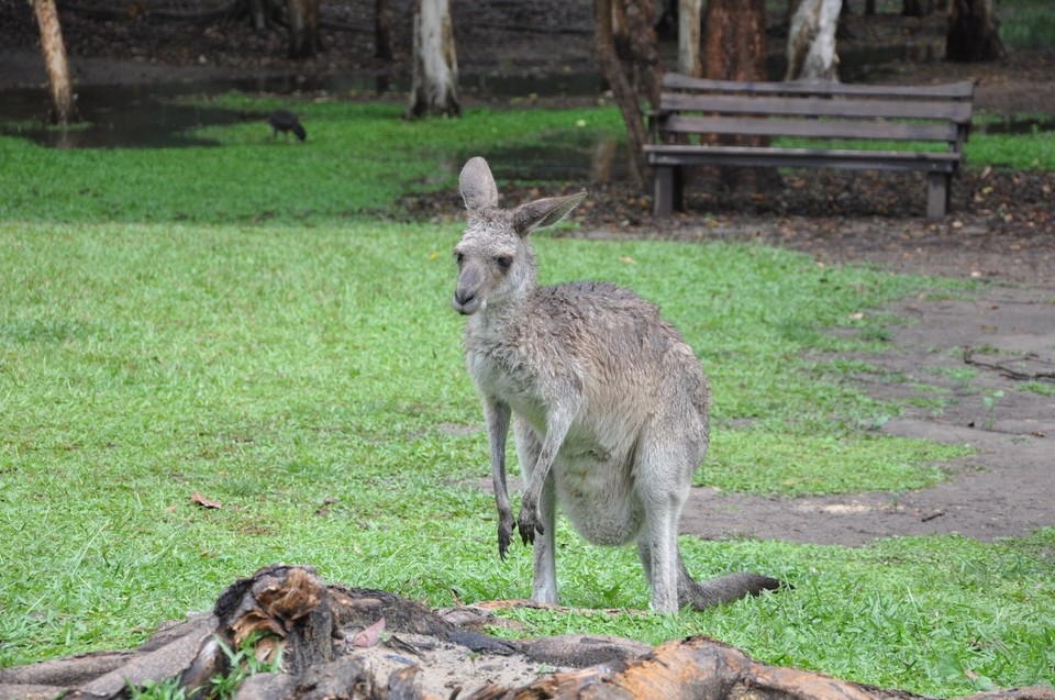 Australien - Noosa Heads - 