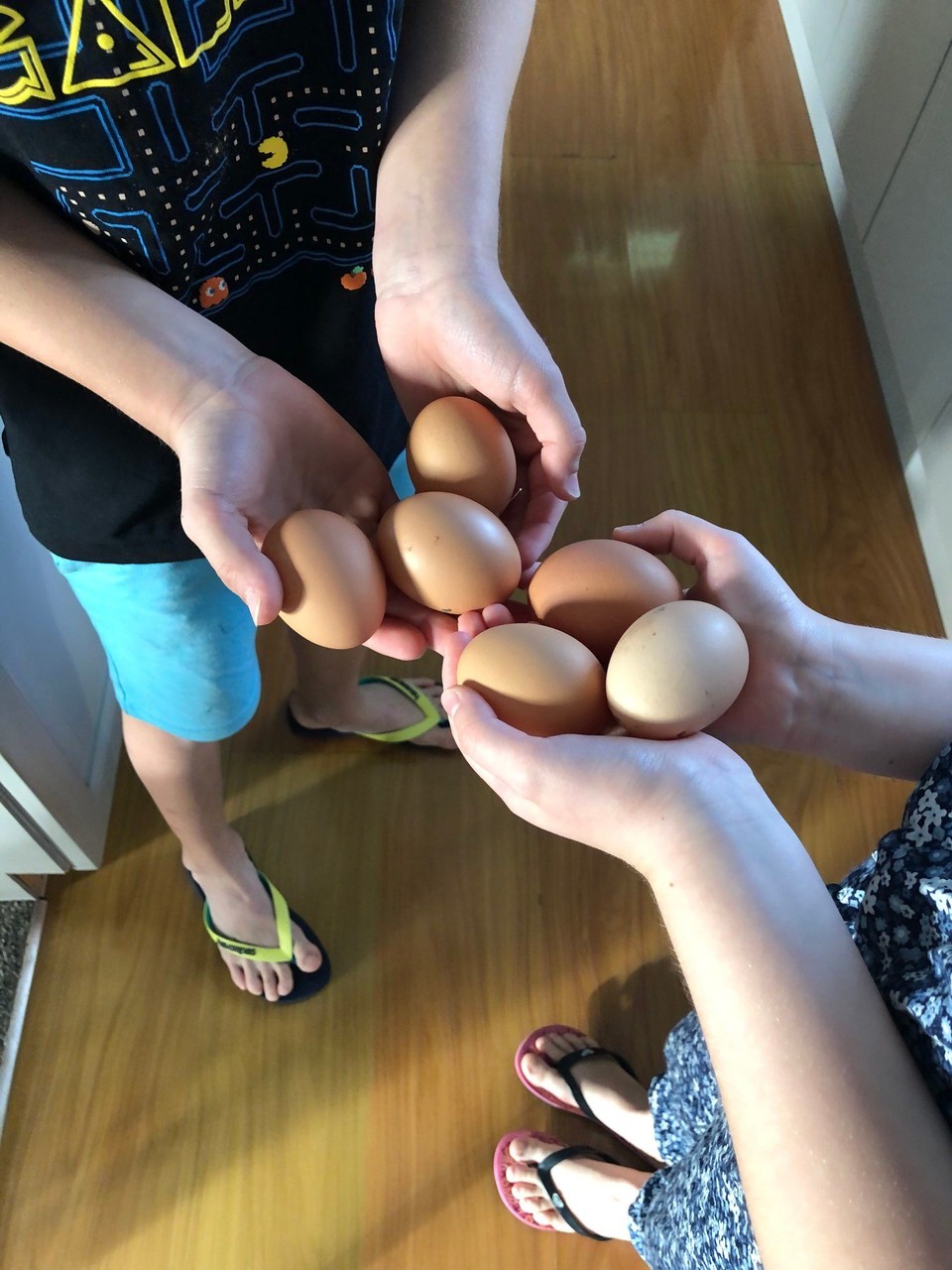 Neuseeland - Appleby - Frische Eier aus dem Hühnerstall