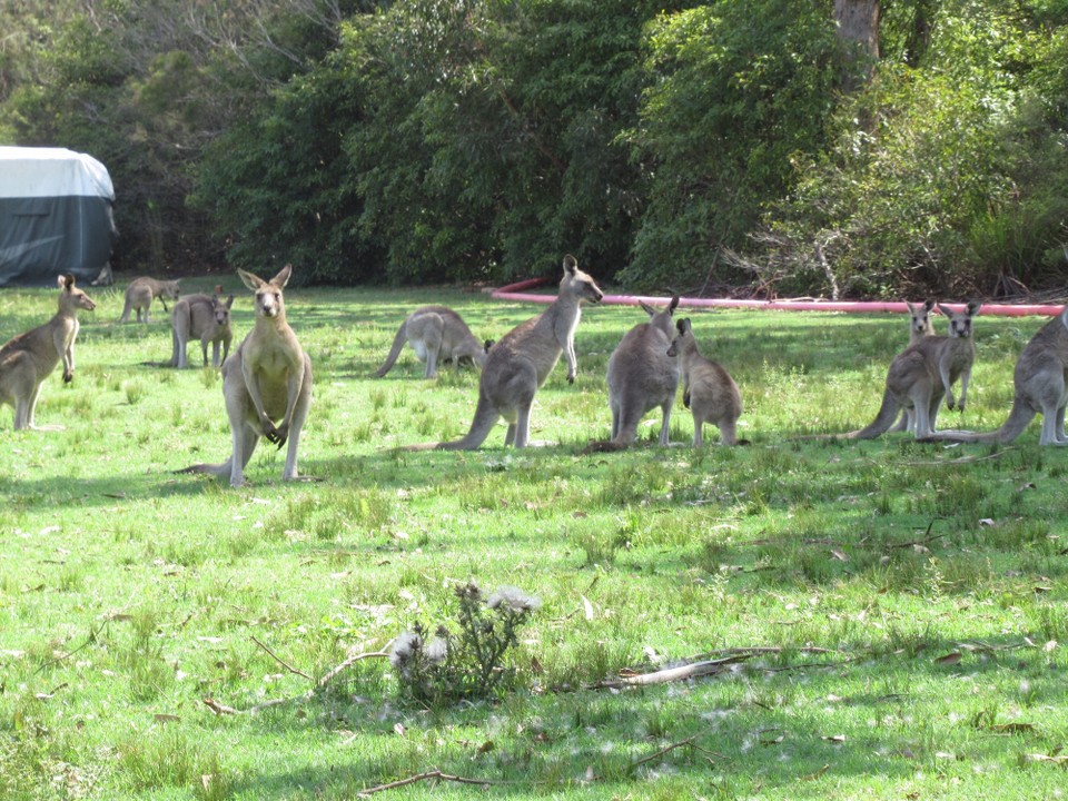 Australien - South Durras - Family-Sitting