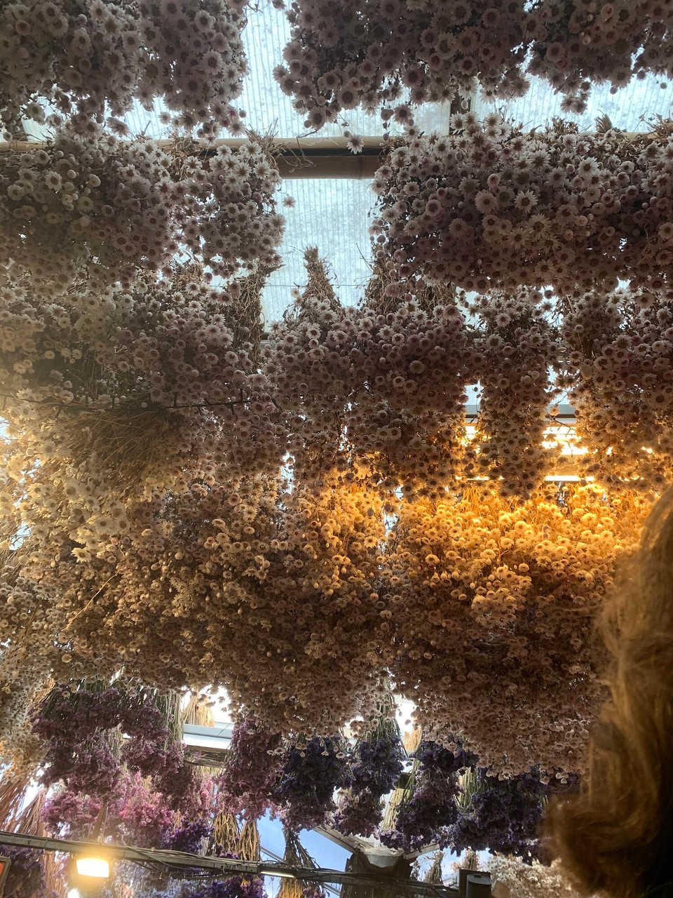 Netherlands - Amsterdam - 