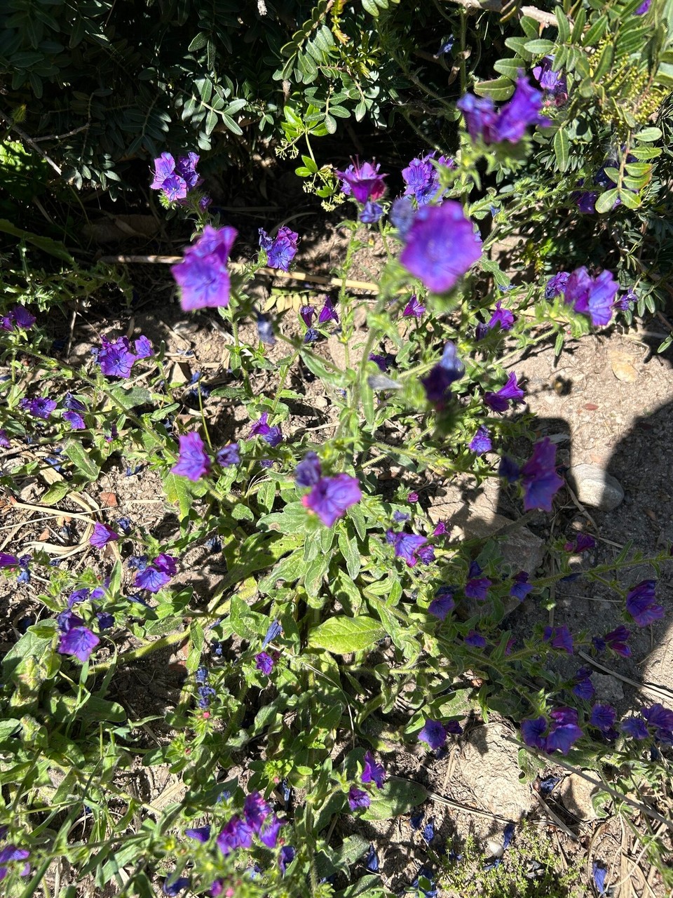 Italien - Santa Teresa Gallura - 