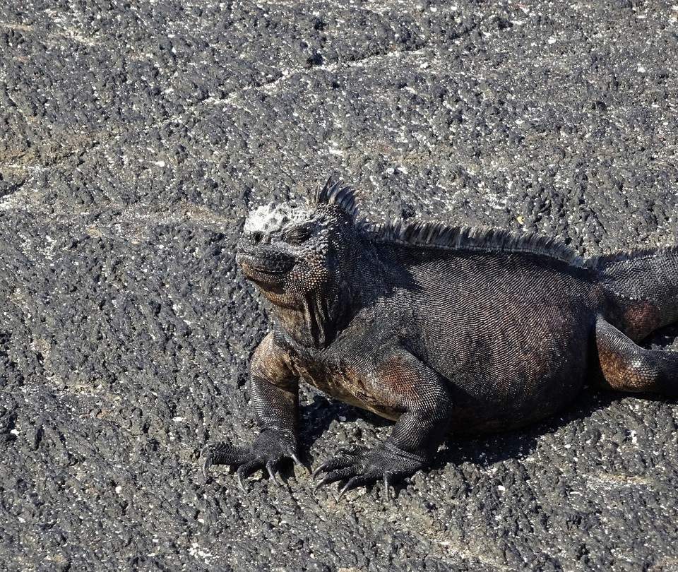 Ecuador - Fernandina Island - Marine Iguana