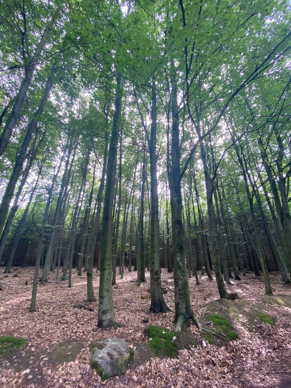 Deutschland - Rosenthal-Bielatal - Licht- und Schattenspiele im Wald.