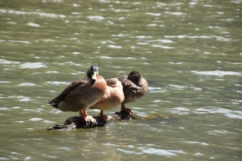 Neuseeland - Paihia - ... dann drei Enten :)
