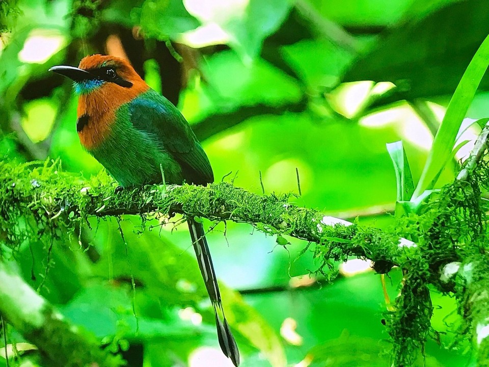 Costa Rica - San Carlos - 