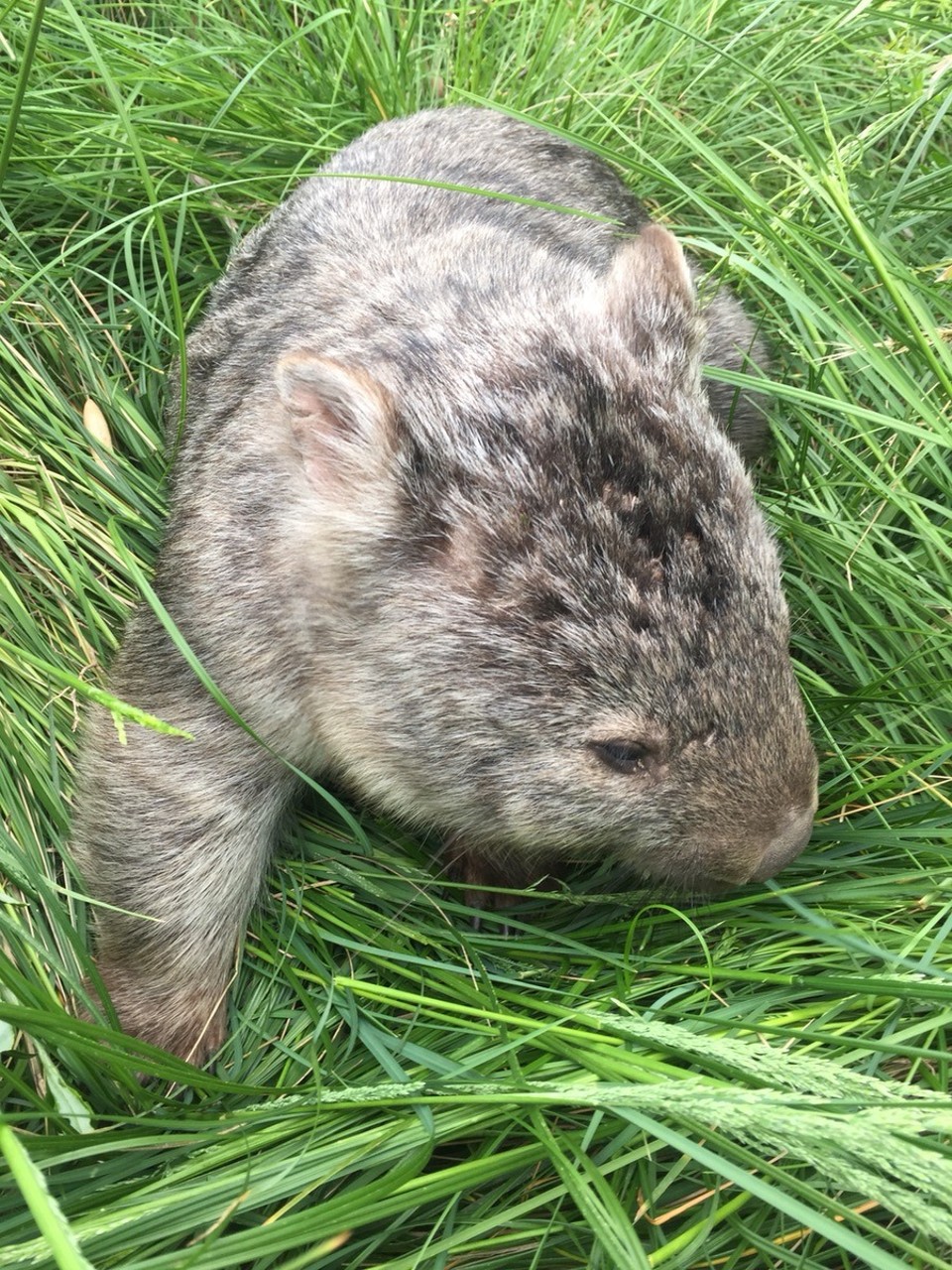  - Australia, Tidal River, Wilsons Promontory National Park - Wombat! Miatta jöttünk ide 2 éjszakára, erre már az első vacsoránál meglátogat minket. Aztán meg jött a haverja is. Mehetünk haza. ;)