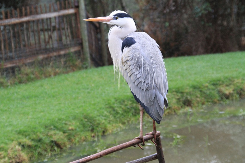 Südafrika - Plettenberg Bay - Heron