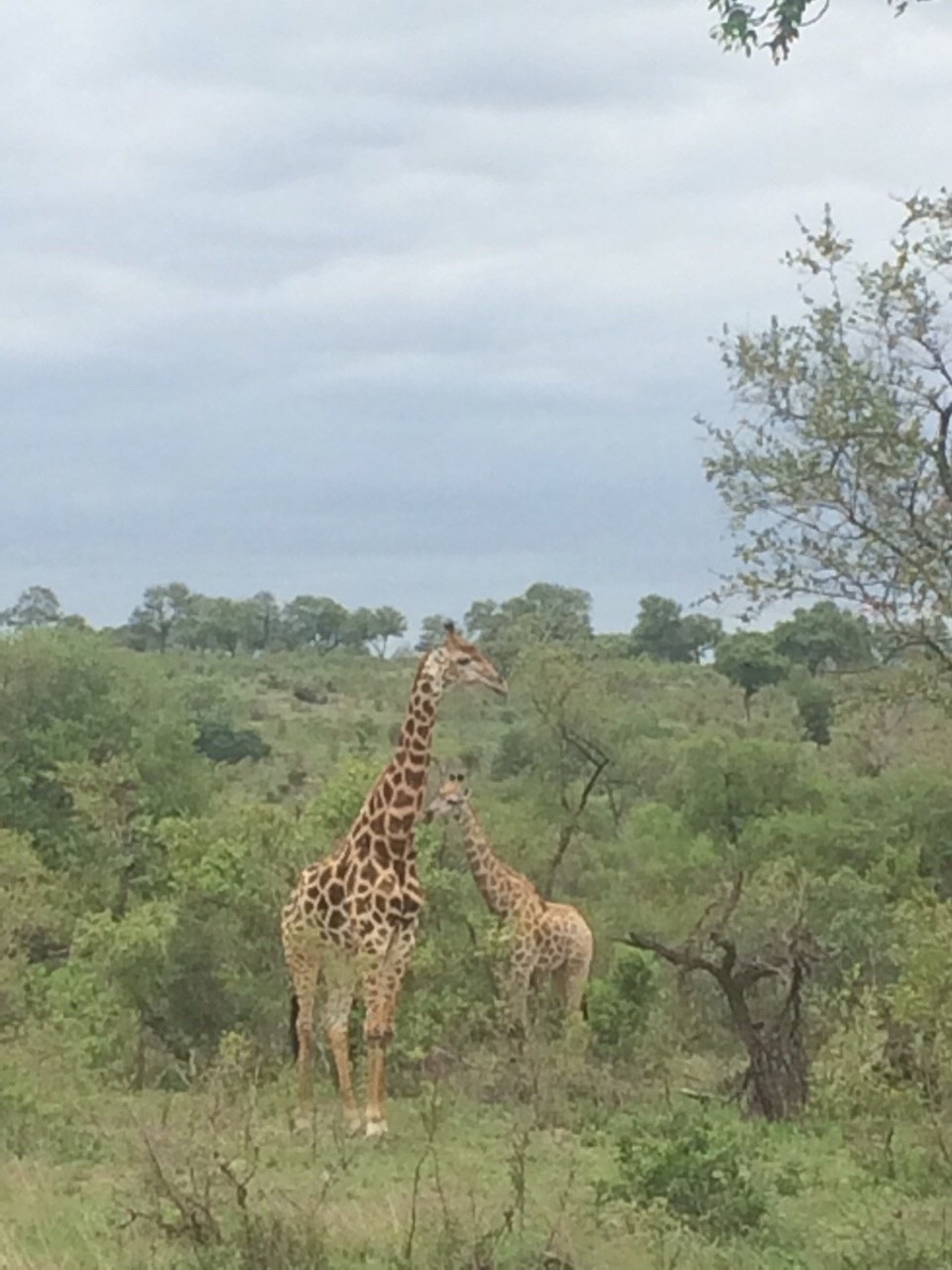 Südafrika -  - 