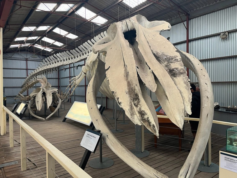 Australien - Torndirrup - Auch einige imposante Skelette waren ausgestellt. Hier von einer „kleinen“ Blauwalart.