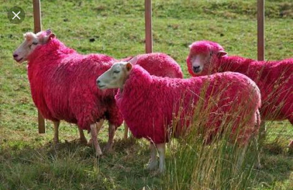 Neuseeland - Mangonui - ???