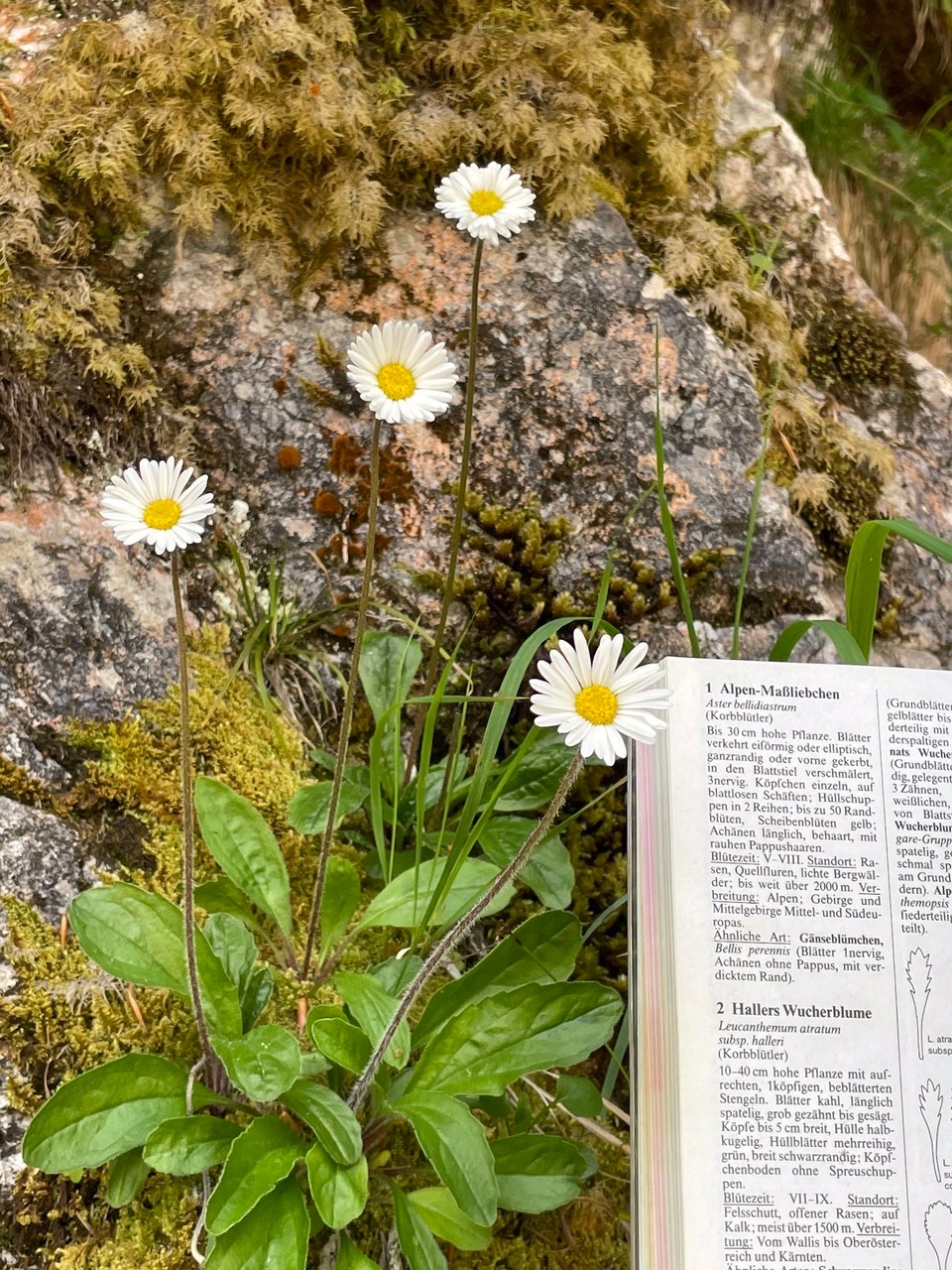 Deutschland - Ramsau bei Berchtesgaden - 