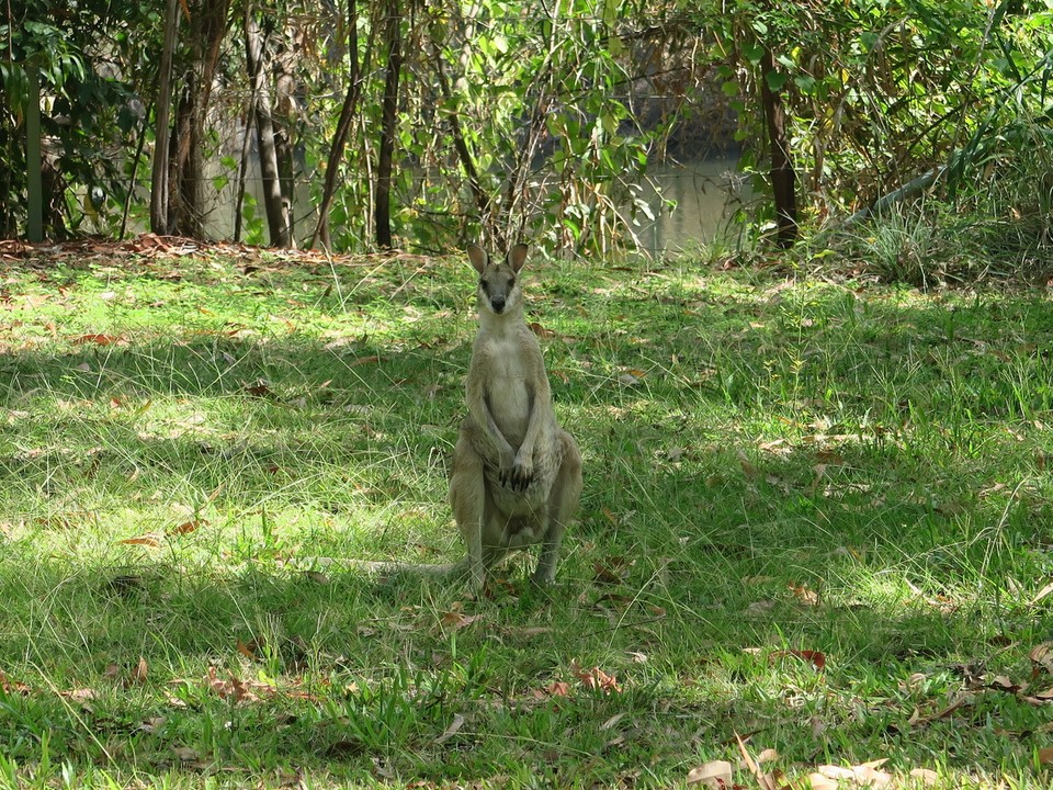 Australia - Nitmiluk - Habitants de la région