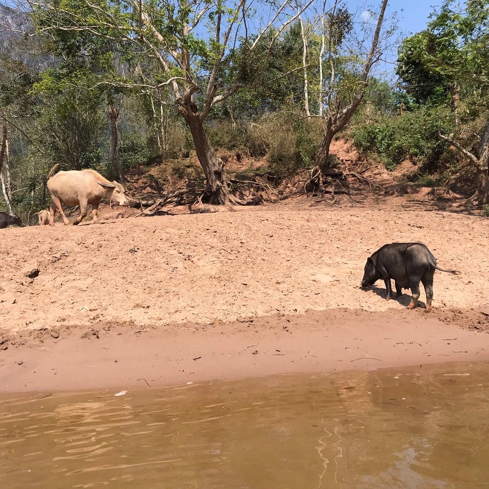 Laos -  - 