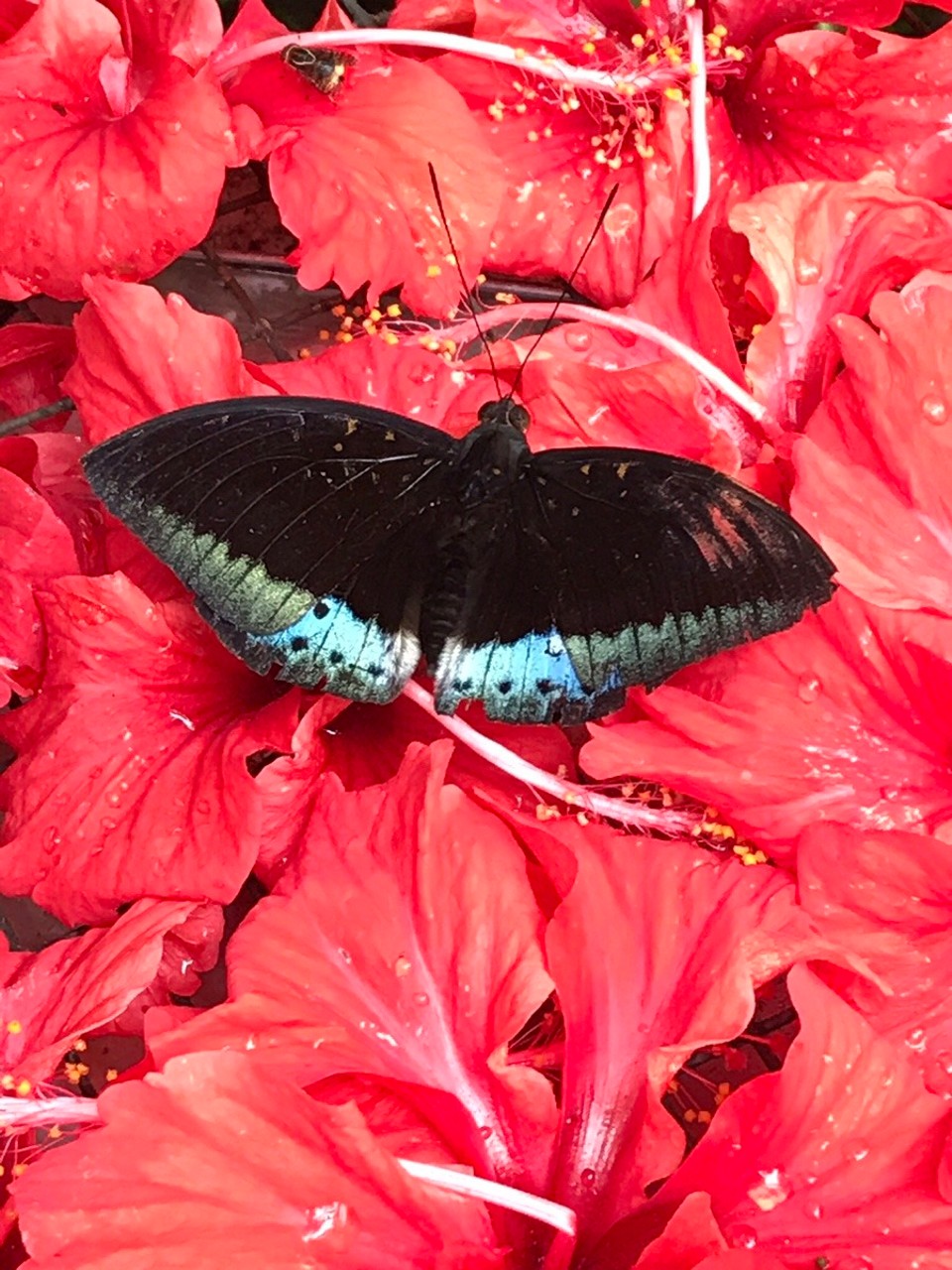 Malaysia - Kuala Lumpur - No filters, just natural beauty