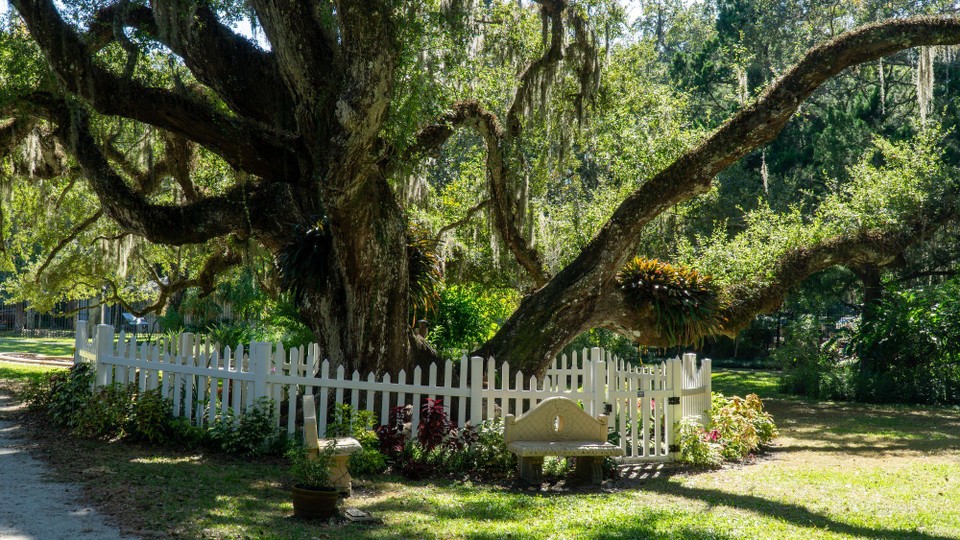 USA - Daytona Beach - Das Zeug was da von dem Baum hängt, nennt sich "Spanish Moos". Aber 1. es kommt nicht aus Spanien uns 2. es ist kein Moos