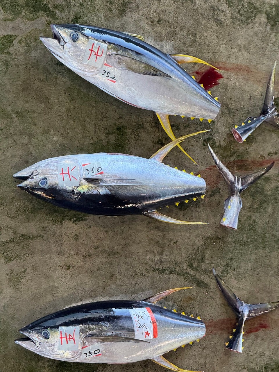 Japan - Fujikawaguchiko - Gelbflossentunfisch