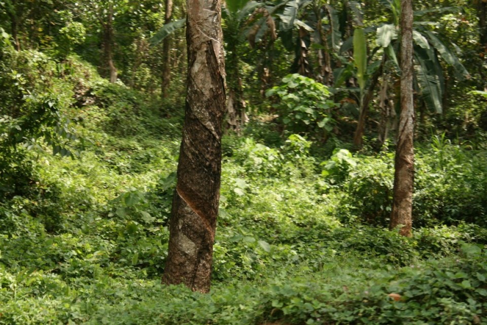 Sri Lanka - Colombo - 
