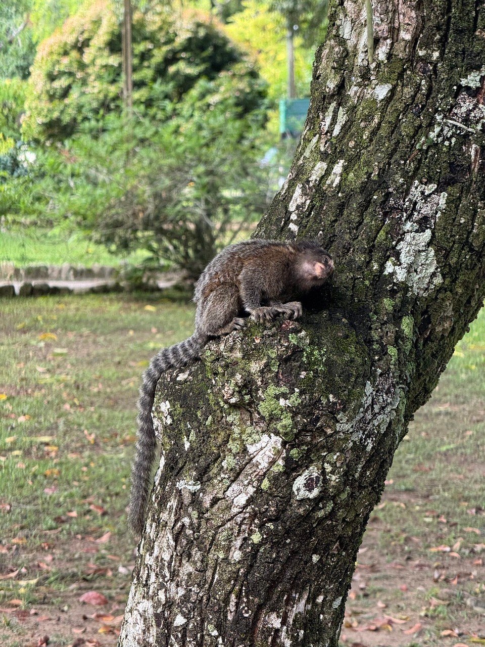 Brasilien - Rio de Janeiro - Im Botanischen Garten unterwegs ….