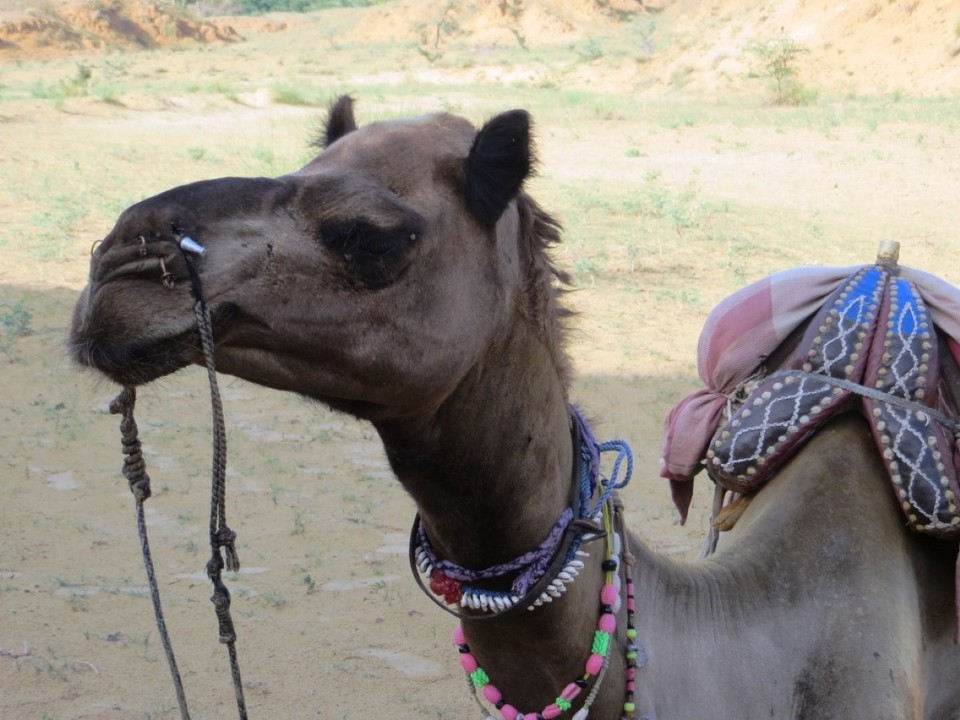 India - Pushkar - 