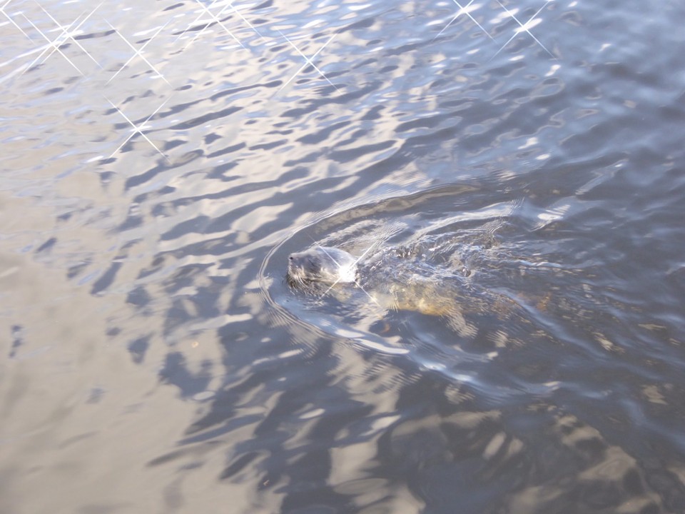 Ireland - Glengarriff - It was visiting all the boats, but by the next morning we realised its cries / bark were not reaching its mother, and I called Ireland Seal Rescue. They took details and I sent photos, but as it was still in the water there was little they could do unless it hauled out on land.