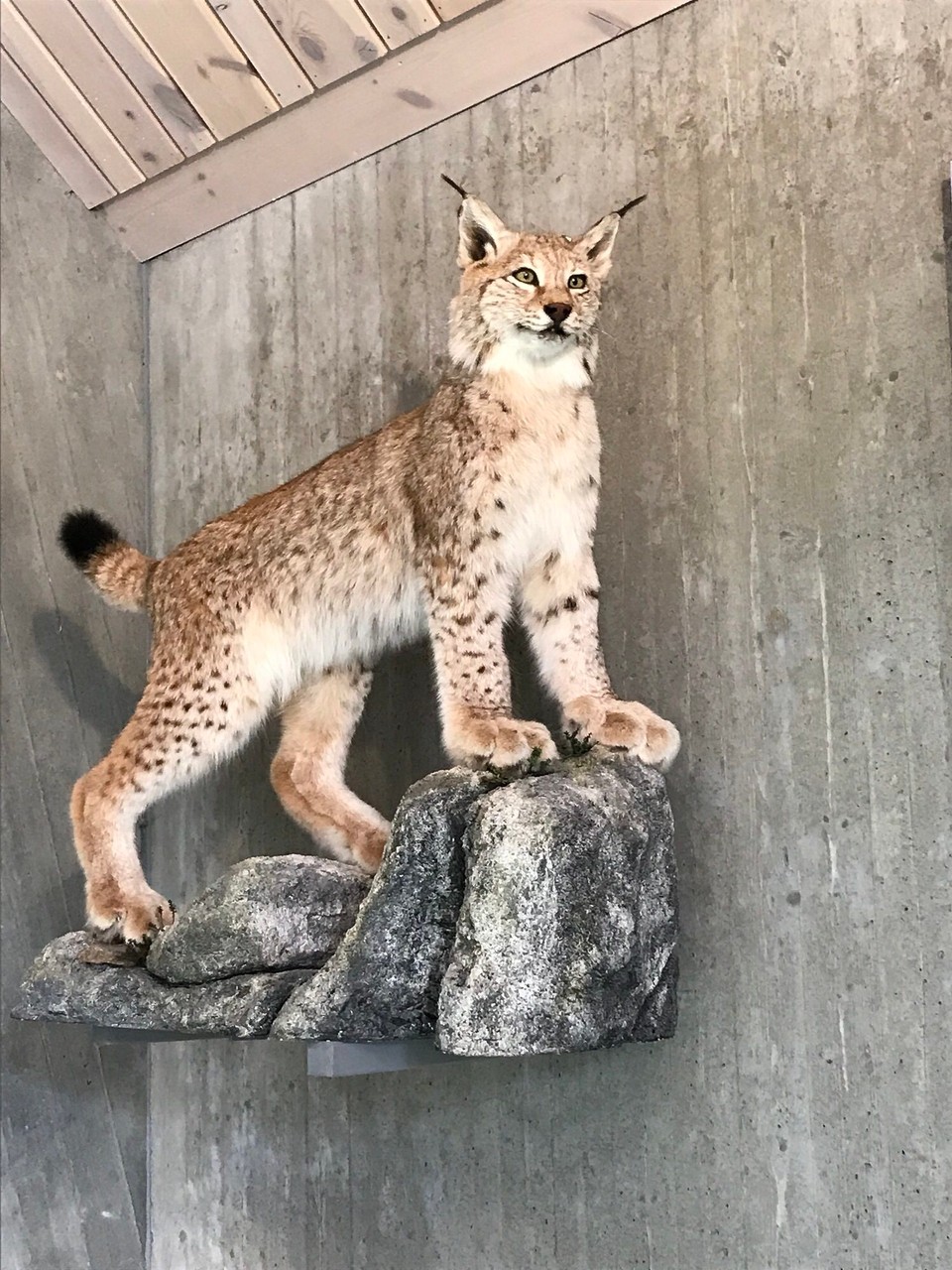 Norwegen - Gjerde - Leider nicht in der Natur, sondern nur im Museum angetroffen. 