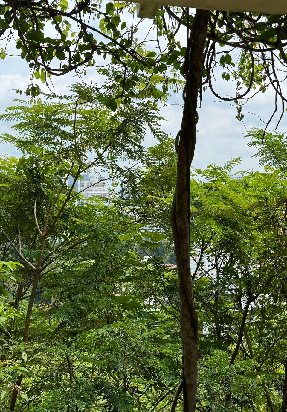 Singapur - Singapur - Siehe da,dia erst Schlanga womer z Singapur gsehn. D Claudia chas kum fassa und wür Sie am liebsta grad strichla. I ha denn das ganza liabr us dr sichera Distanz beobachtet.