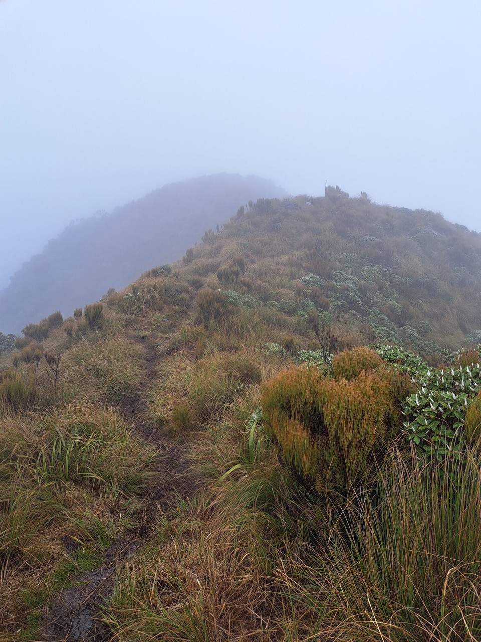 Neuseeland - Te Aroha trail PK - 